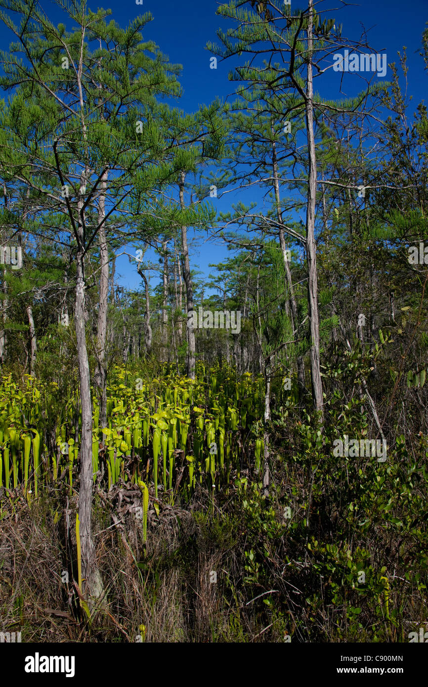Pianta carnivora giallo o tromba brocca piante Sarracenia flava crescendo in Dwarf Cypress infiltrazioni bog Florida USA Foto Stock