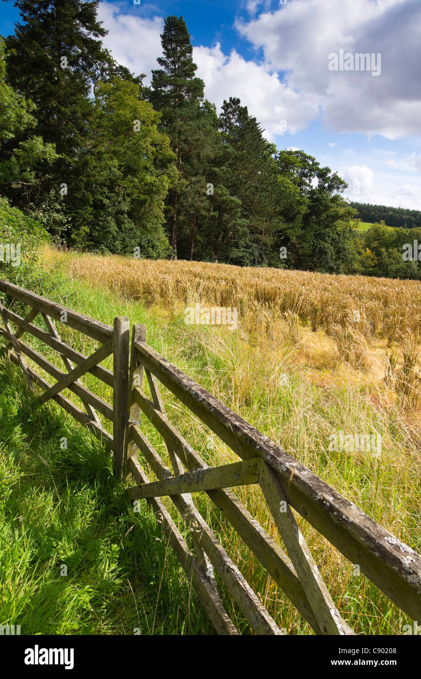 Colori di raccolto UK - Campo di grano vicino a Melrose in Scozia, inizio settembre Foto Stock