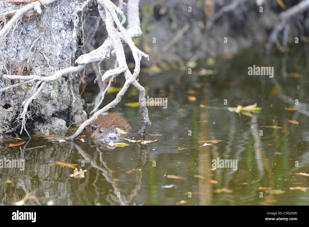 Coypu - River Rat - Nutria (Myocastor coypus) giovani nuoto Foto Stock