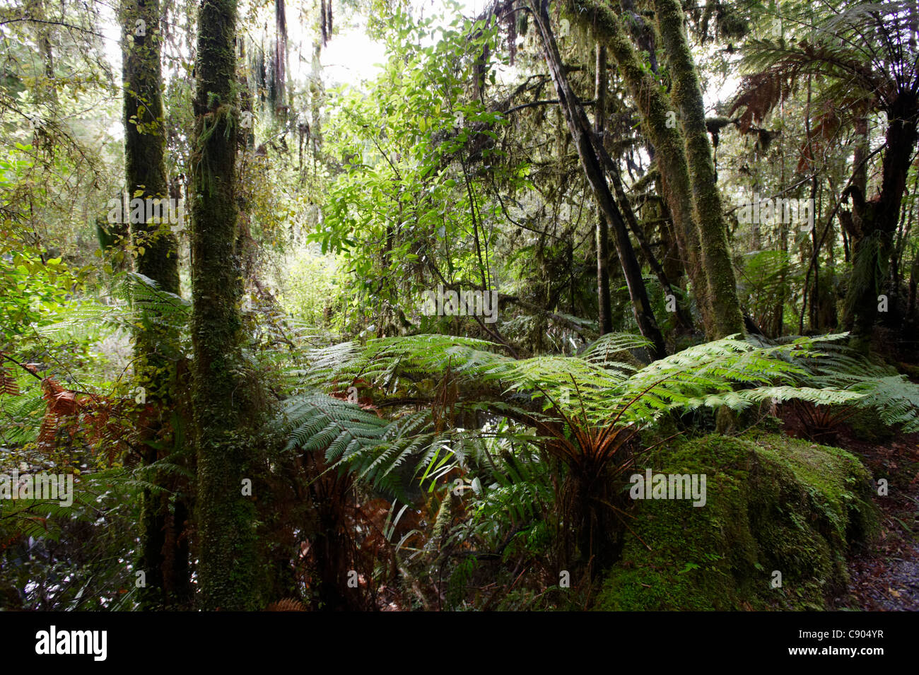 Tree fern nella foresta temperata, Westland National Park, Isola del Sud, Nuova Zelanda Foto Stock