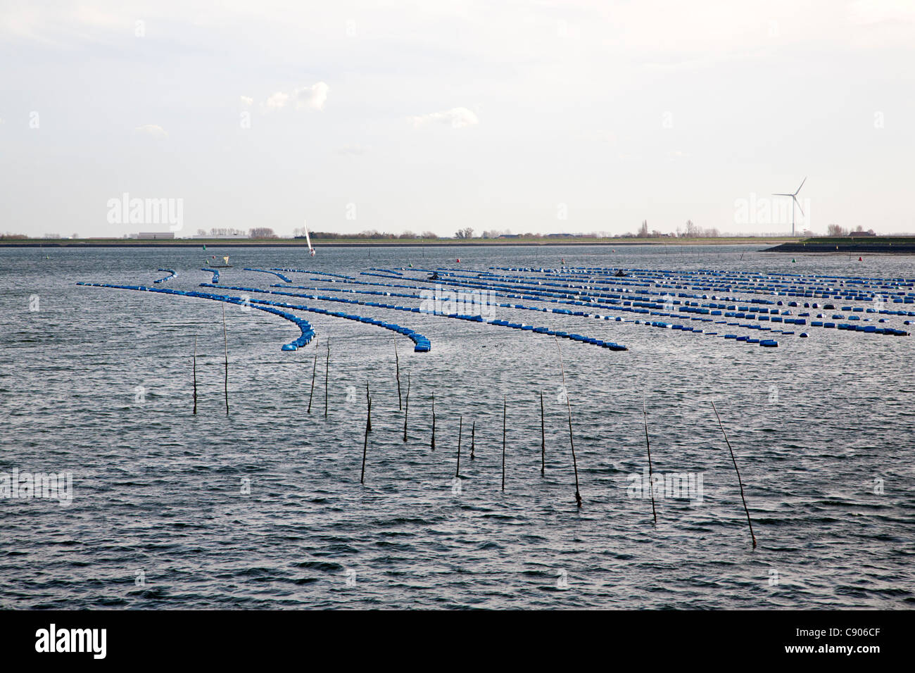 Le righe dei tamburi di blu di colture di mitili, Bruinisse, Schouwen-Duiveland, Zelanda, Olanda Foto Stock