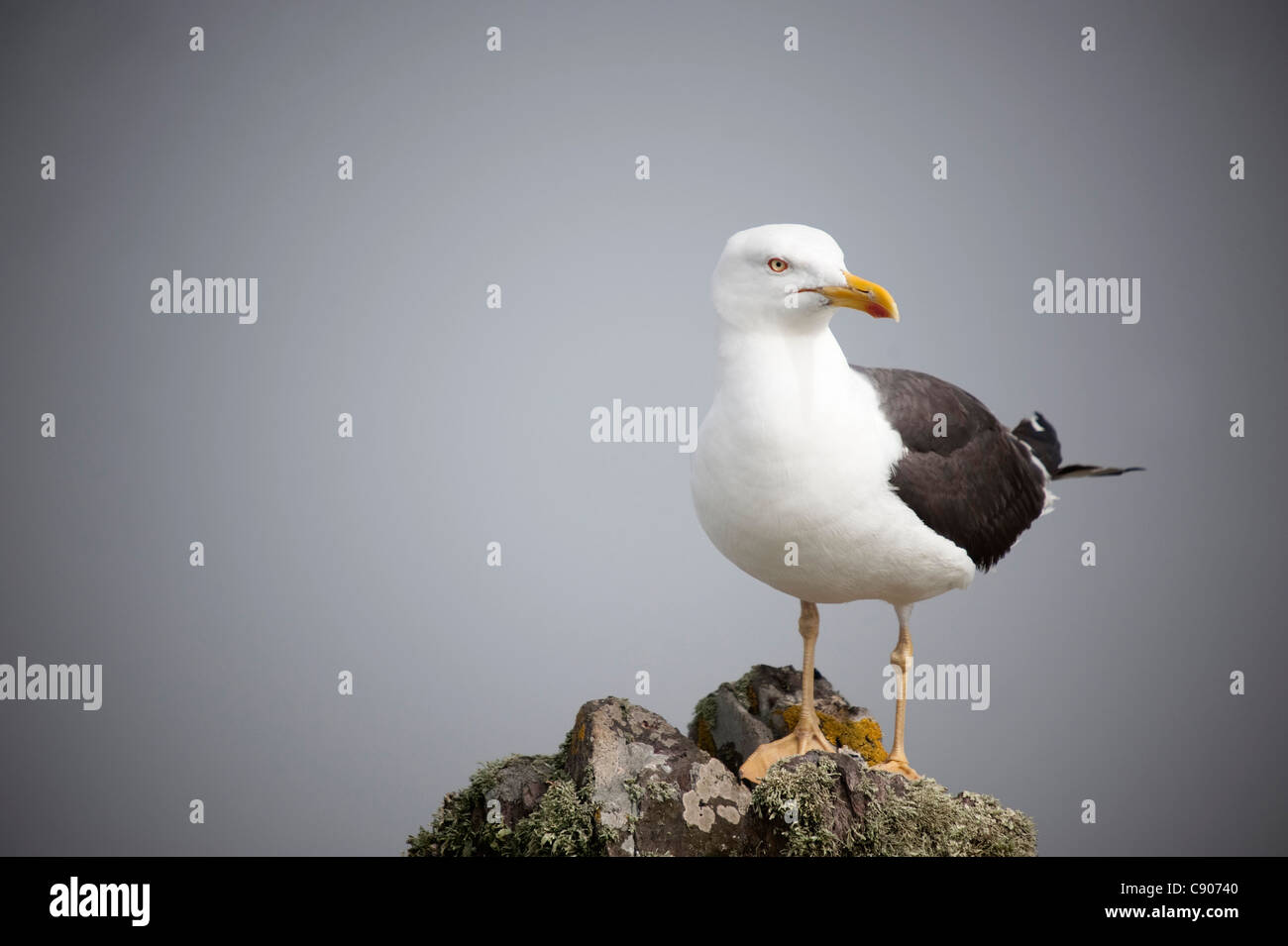 Lesser Black-backed Gull, Larus fuscus Foto Stock