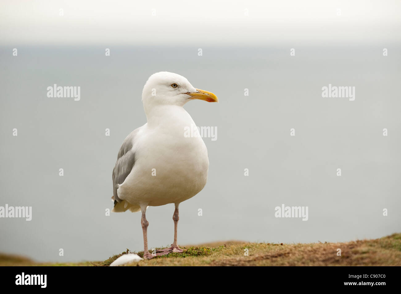 Aringa Gabbiano, Larus argentatus Foto Stock