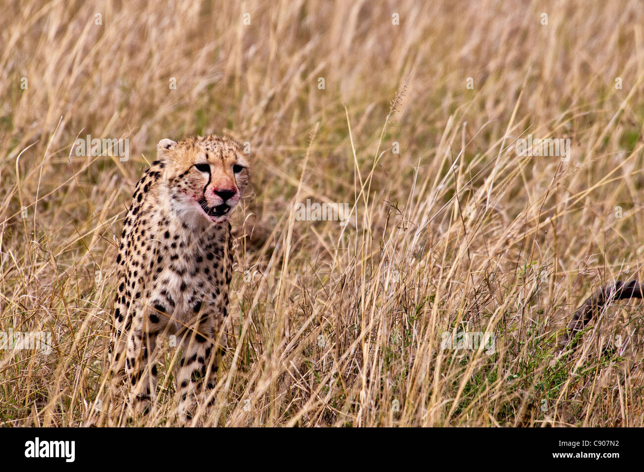 Giovani, ghepardo Acinonyx jubatus, con una sanguinosa bocca dopo la poppata, il Masai Mara riserva nazionale, Kenya, Africa Foto Stock