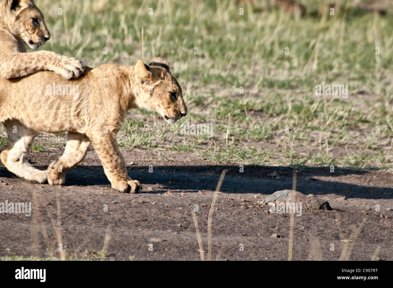 Due Lion Cubs giocando, Panthera leo, Masai Mara riserva nazionale, Kenya, Africa Foto Stock