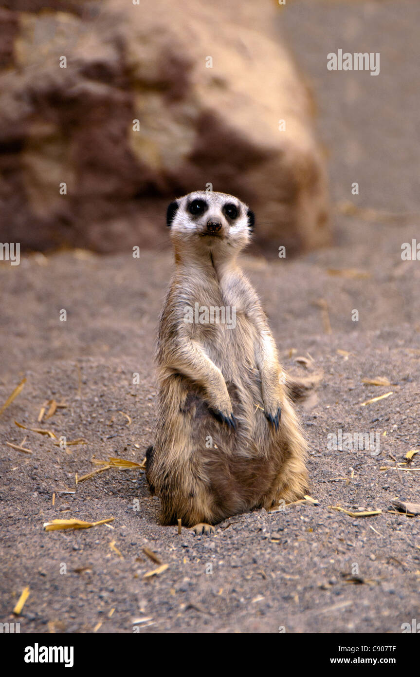 Meerkat presso l'attenzione. Foto Stock