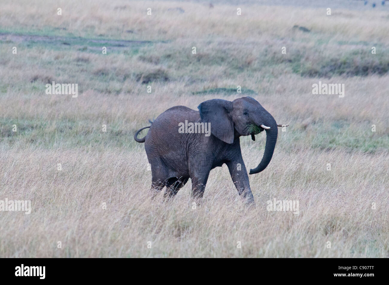 Solitario Elefante africano di vitello, Loxodonta africana, il Masai Mara riserva nazionale, Kenya, Africa Foto Stock