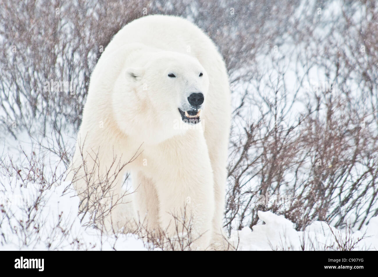 Orso polare a piedi, Ursus maritimus, Wapusk National Park, nei pressi della Baia di Hudson, Cape Churchill, Manitoba, Canada Foto Stock