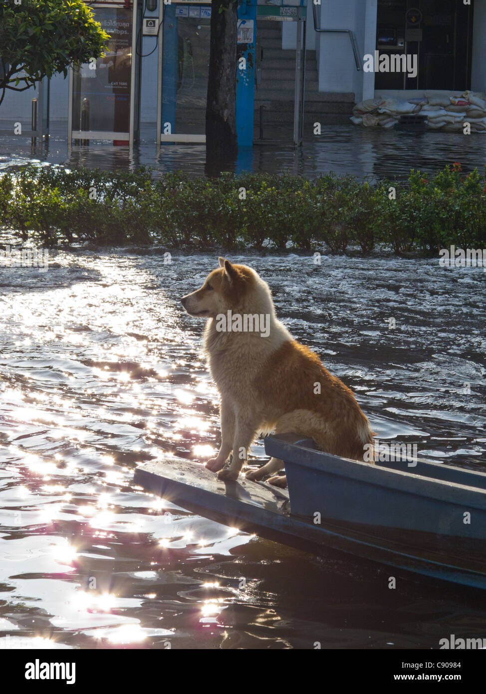 Bangkok inondazioni 2011 Foto Stock