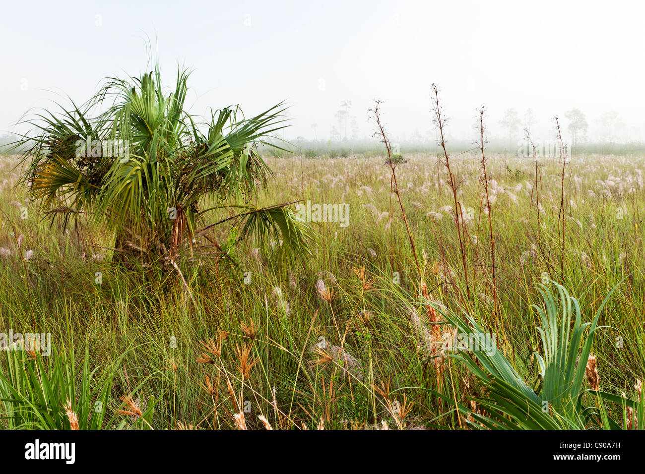 Sawgrass Prairie, Saw palmetto. Foto Stock