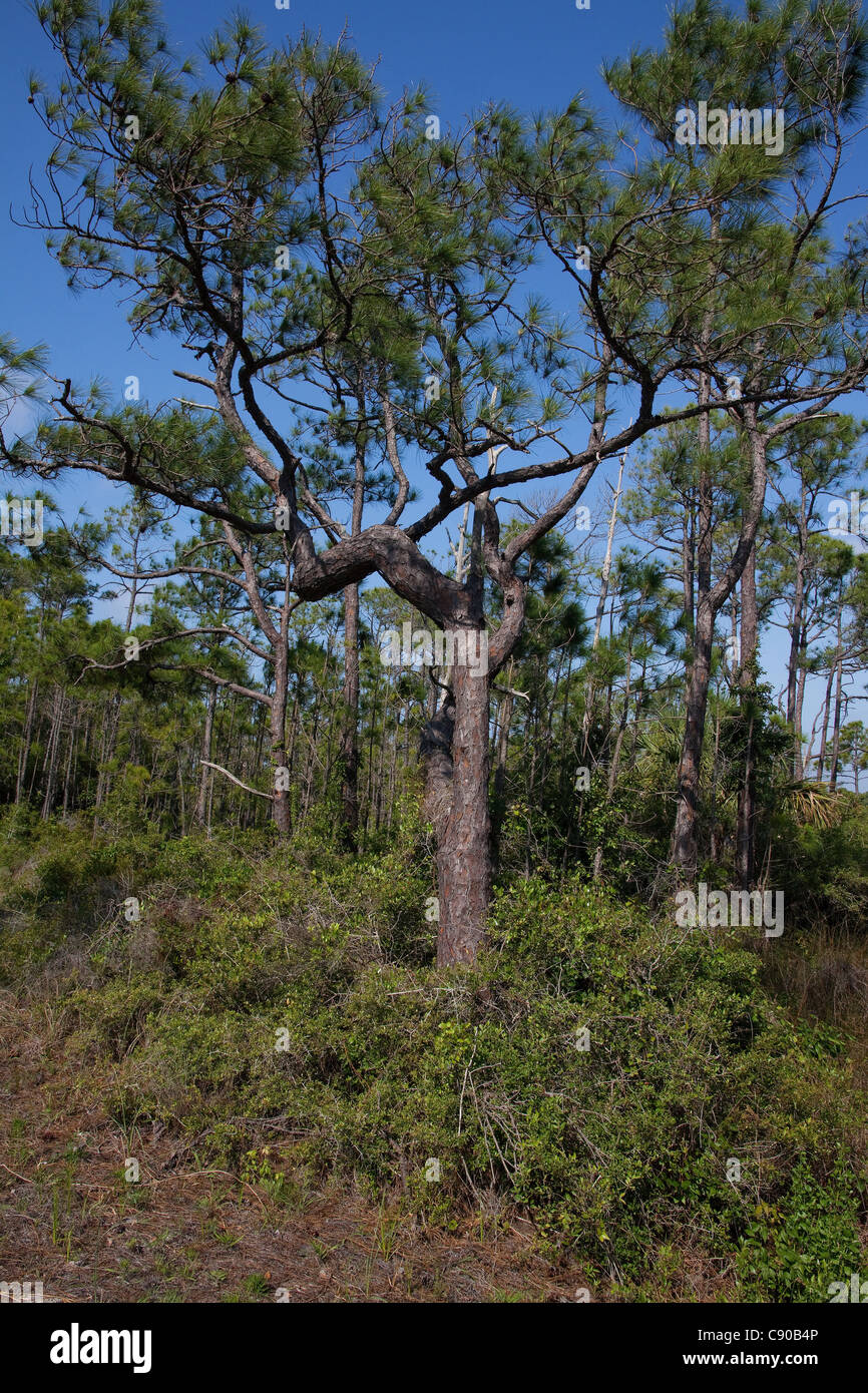 Slash Pine Pinus elliotti foresta marittima St George stato Parco Florida USA Foto Stock