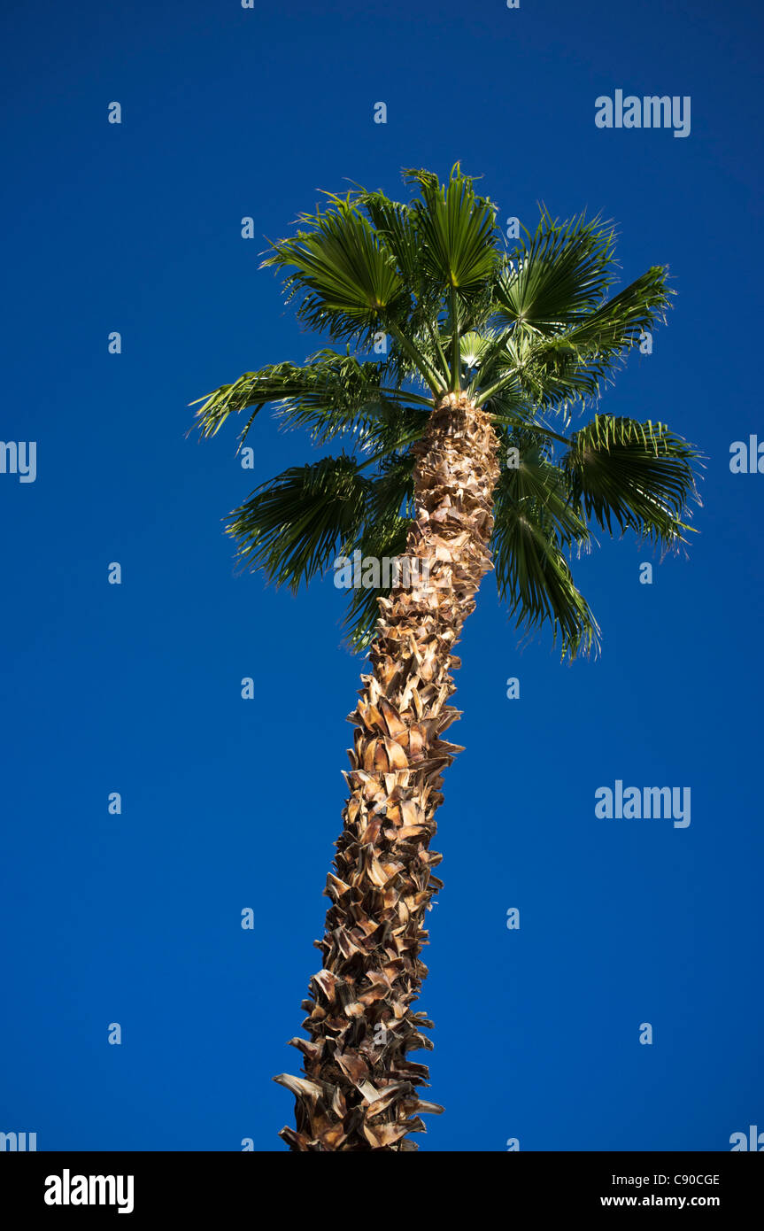 Palm tree contro vivid cielo blu scuro Foto Stock