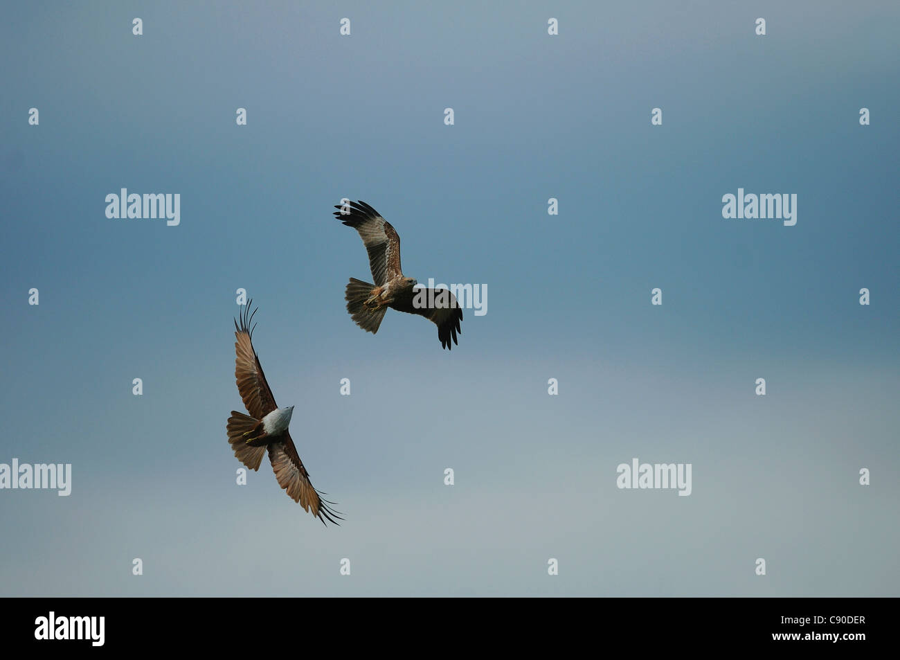 Adulto Brahminy Kite (Haliastur indus) o rosso-backed Sea-Eagle inseguendo un bambino vicino a Bangalore, India Foto Stock