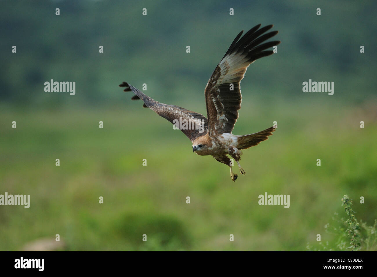 I capretti Brahminy Kite (Haliastur indus) o rosso-backed Sea-Eagle in volo Foto Stock