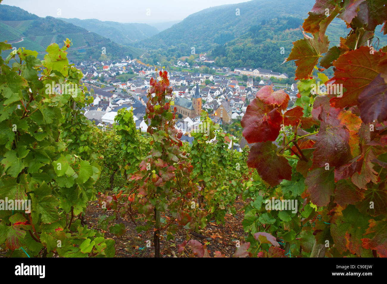 Vista sui vigneti di Dernau, valle dell'Ahr, Ahr, Eifel, Renania-Palatinato, Germania, Europa Foto Stock