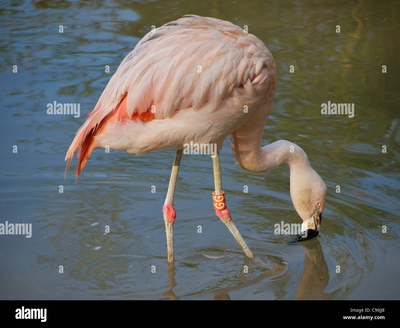 Fenicottero rosa in piedi nell'acqua con esso è conformato in modo univoco il becco che mostra. Foto Stock