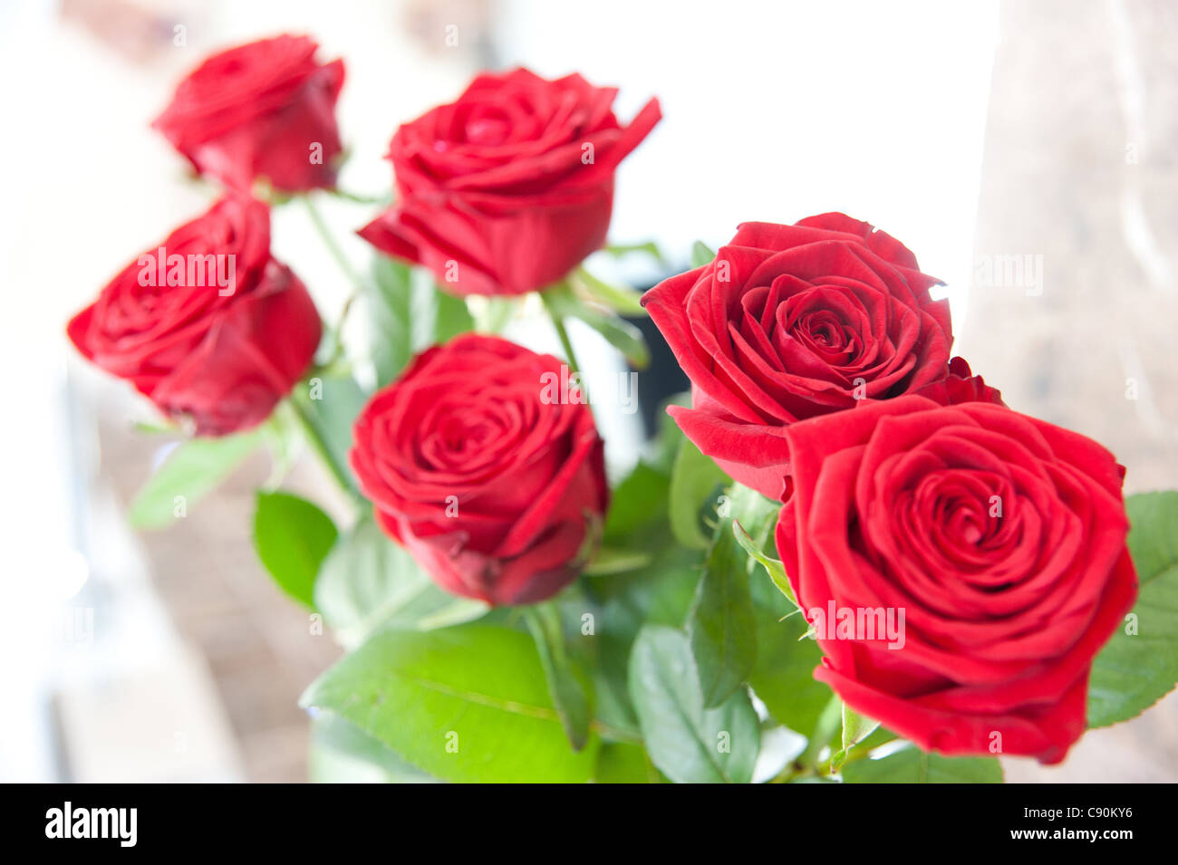 Una mezza dozzina di rose rosse Foto Stock