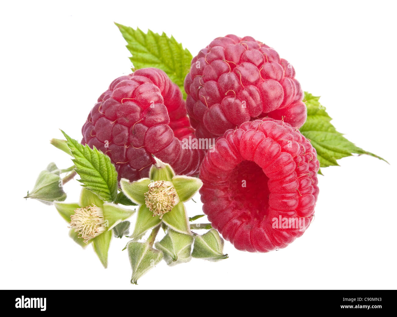 Frutta lampone closeup isolati su sfondo bianco Foto Stock