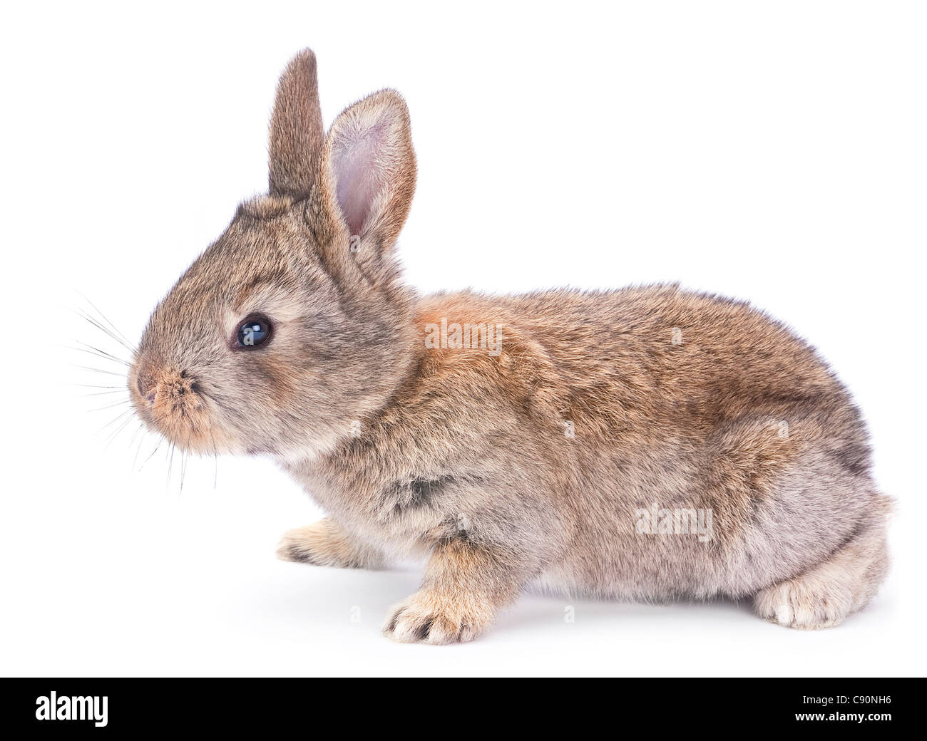 Baby coniglio animale da azienda closeup su sfondo bianco Foto Stock