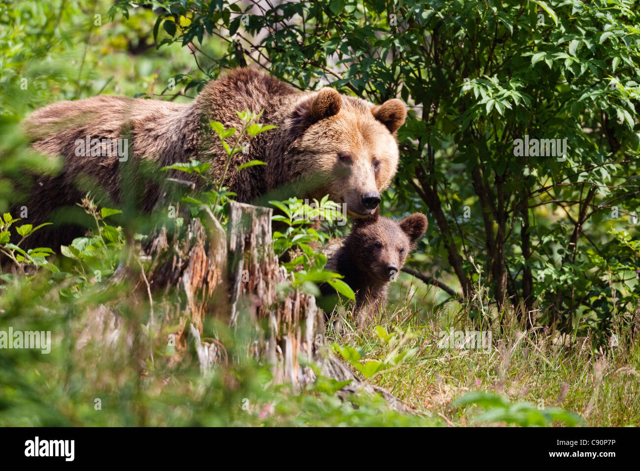 Orso bruno, madre con i cuccioli, Ursus arctos, Parco Nazionale della Foresta Bavarese, Baviera, Bassa Baviera, Germania, Europa Foto Stock