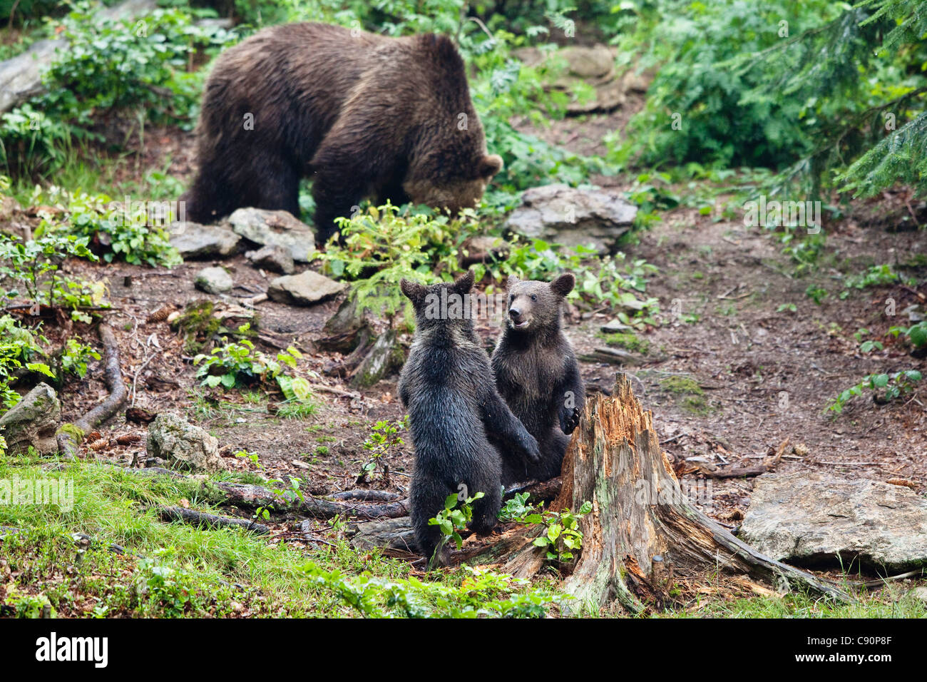 I giovani orsi bruni giocando, Ursus arctos, Parco Nazionale della Foresta Bavarese, Baviera, Bassa Baviera, Germania, Europa Foto Stock
