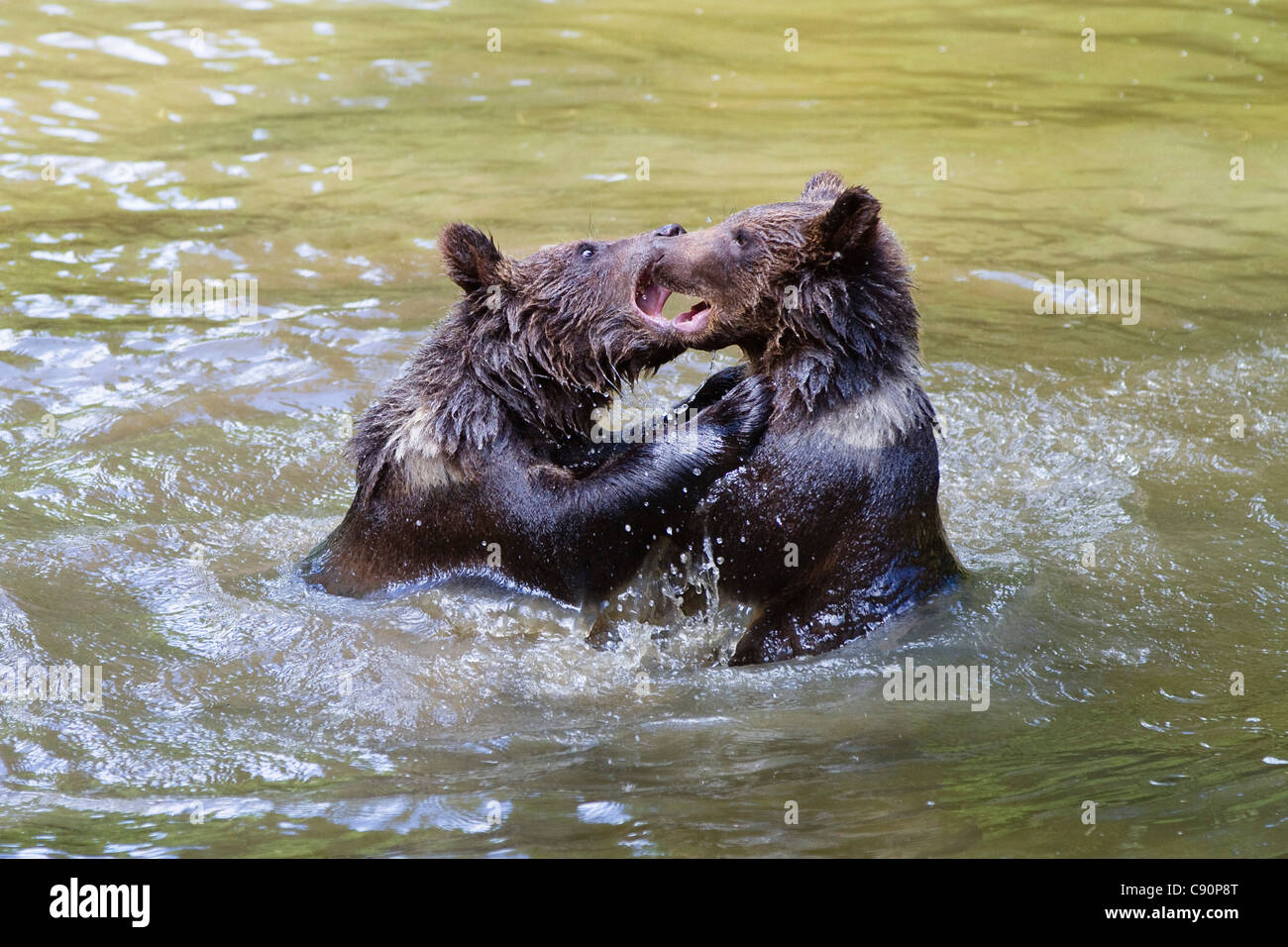 I giovani orsi bruni giocando in acqua, Ursus arctos, Parco Nazionale della Foresta Bavarese, Baviera, Bassa Baviera, Germania, Europa Foto Stock