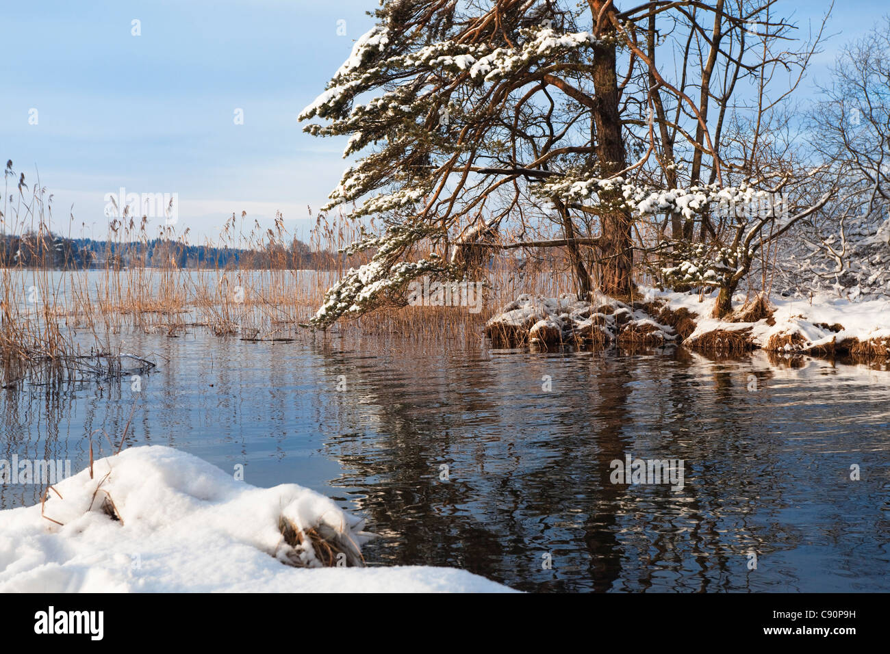L'Abete presso il lago in inverno, Pinus sylvestris, Grosser Ostersee, Alta Baviera, Baviera, Germania, Europa Foto Stock