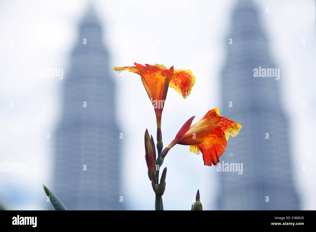Orange gladioluses con torri Petronas in background, Kuala Lumpur, Malesia, Asia Foto Stock