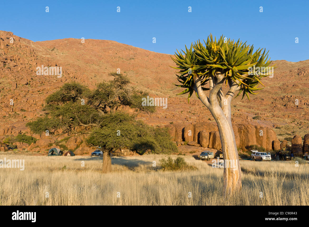 Faretra tree Aloe dichotoma presso il campeggio sulla fattoria Koiimasis Tiras montagne della Namibia Foto Stock