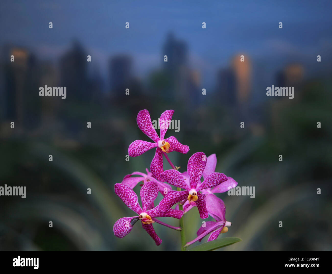 Orchidee spontanee nella Greenbelt Park a Makati, Manila Makati Manila, isola di Luzon, Filippine, Asia Foto Stock