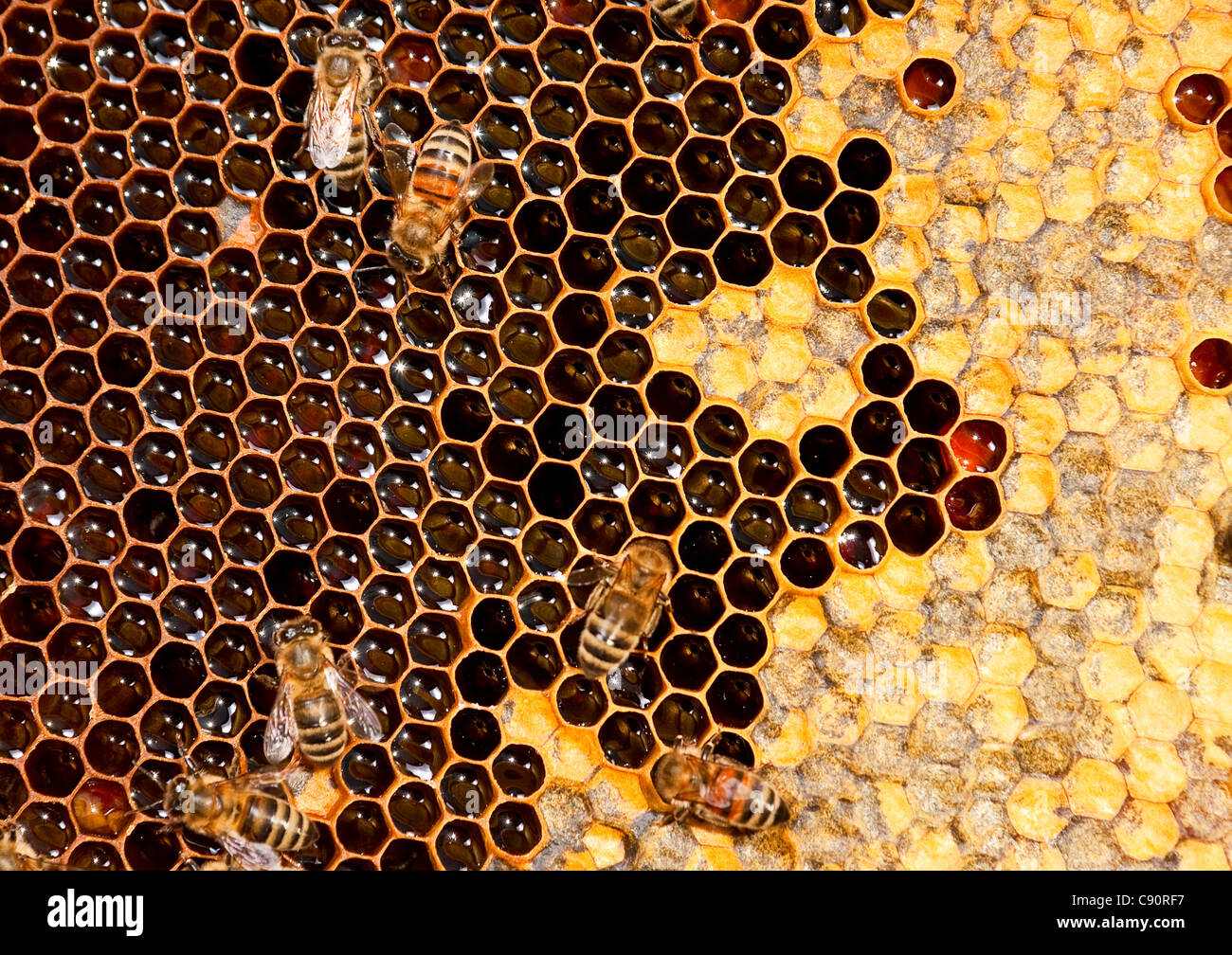 Insetti bee lavorando su honeycomb closeup view Foto Stock