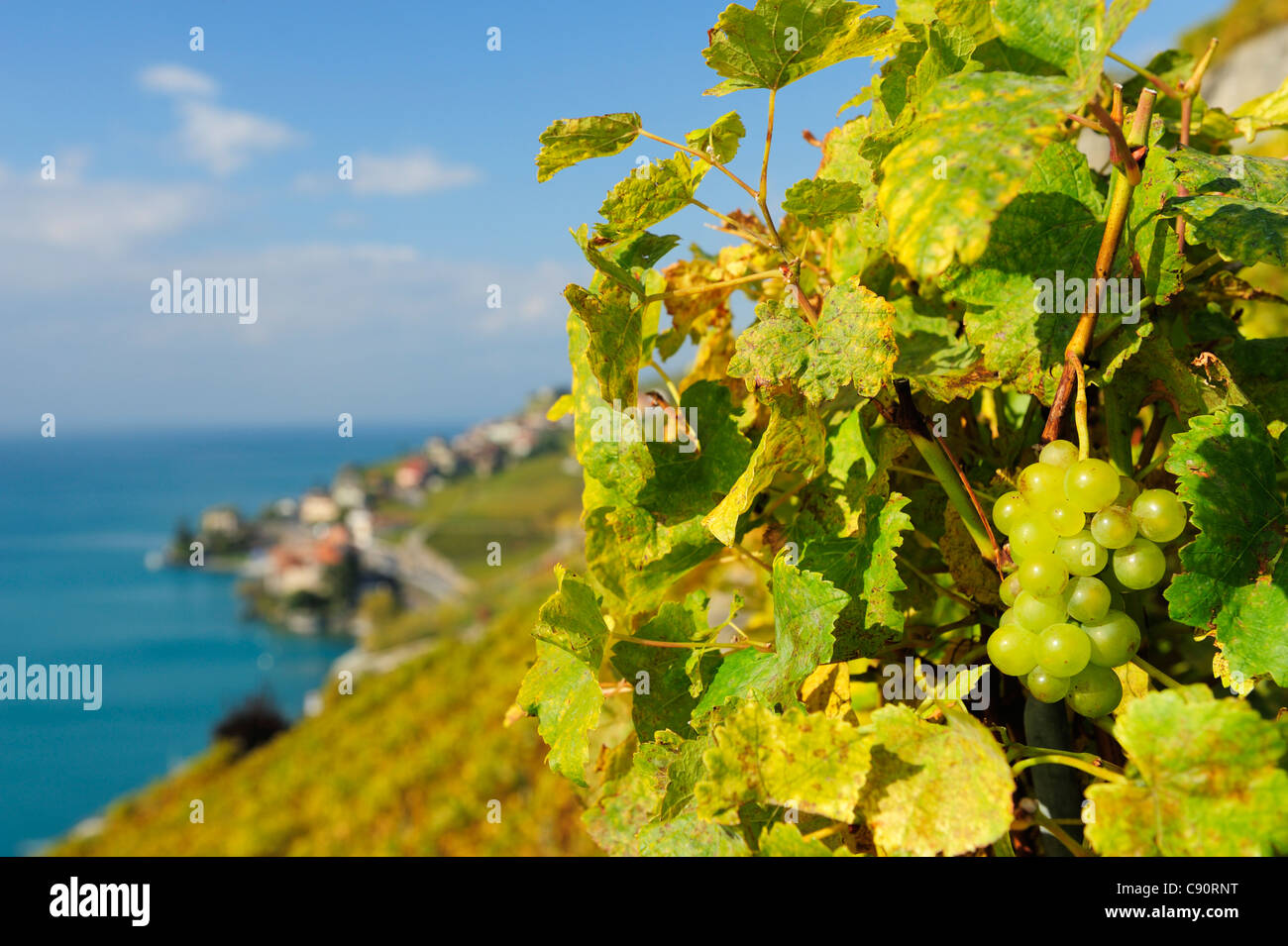 Uva di vigna con il lago di Ginevra al di fuori della messa a fuoco in background, il lago di Ginevra, vigneto di Lavaux terrazze, Sito Patrimonio Mondiale dell'UNESCO Lav Foto Stock