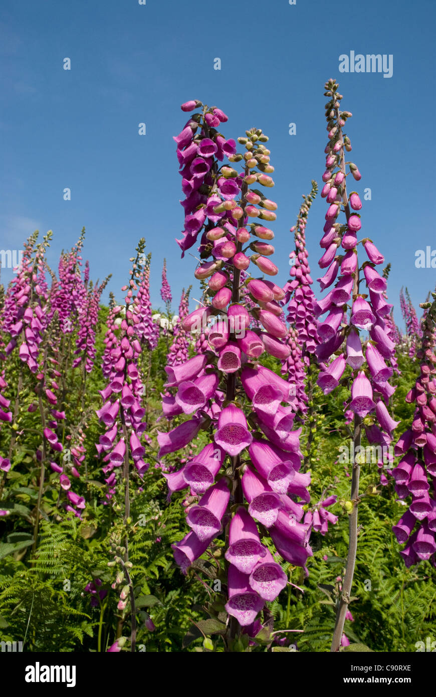 Viola comune Foxglove, Digitalis purpurea, Ramsey Island, Galles, St David's Peninsula, Pembrokeshire, Regno Unito Foto Stock