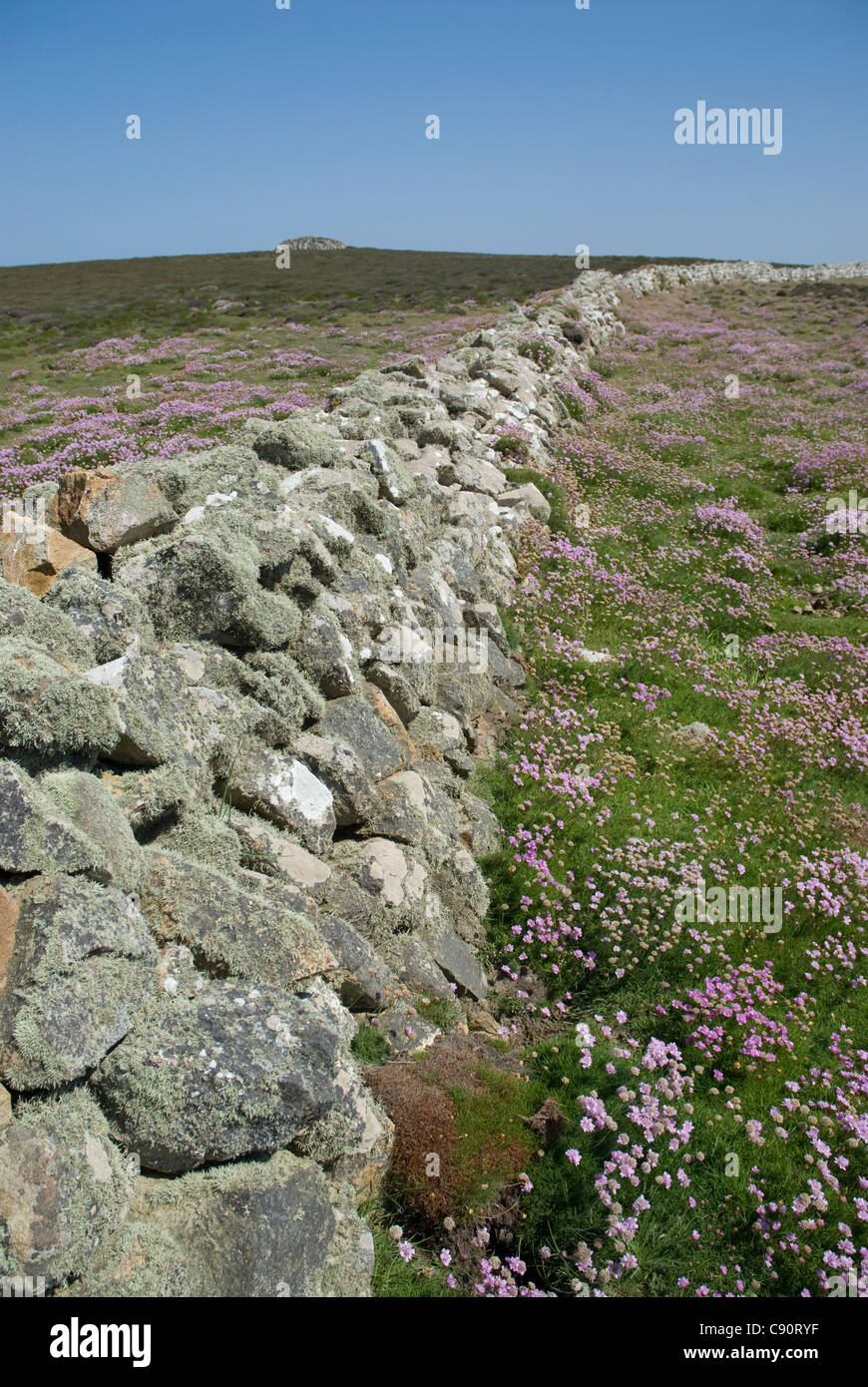 Fiori selvatici intorno al muro di pietra, Ramsey Island, Galles, St David's Peninsula, Pembrokeshire, REGNO UNITO Foto Stock