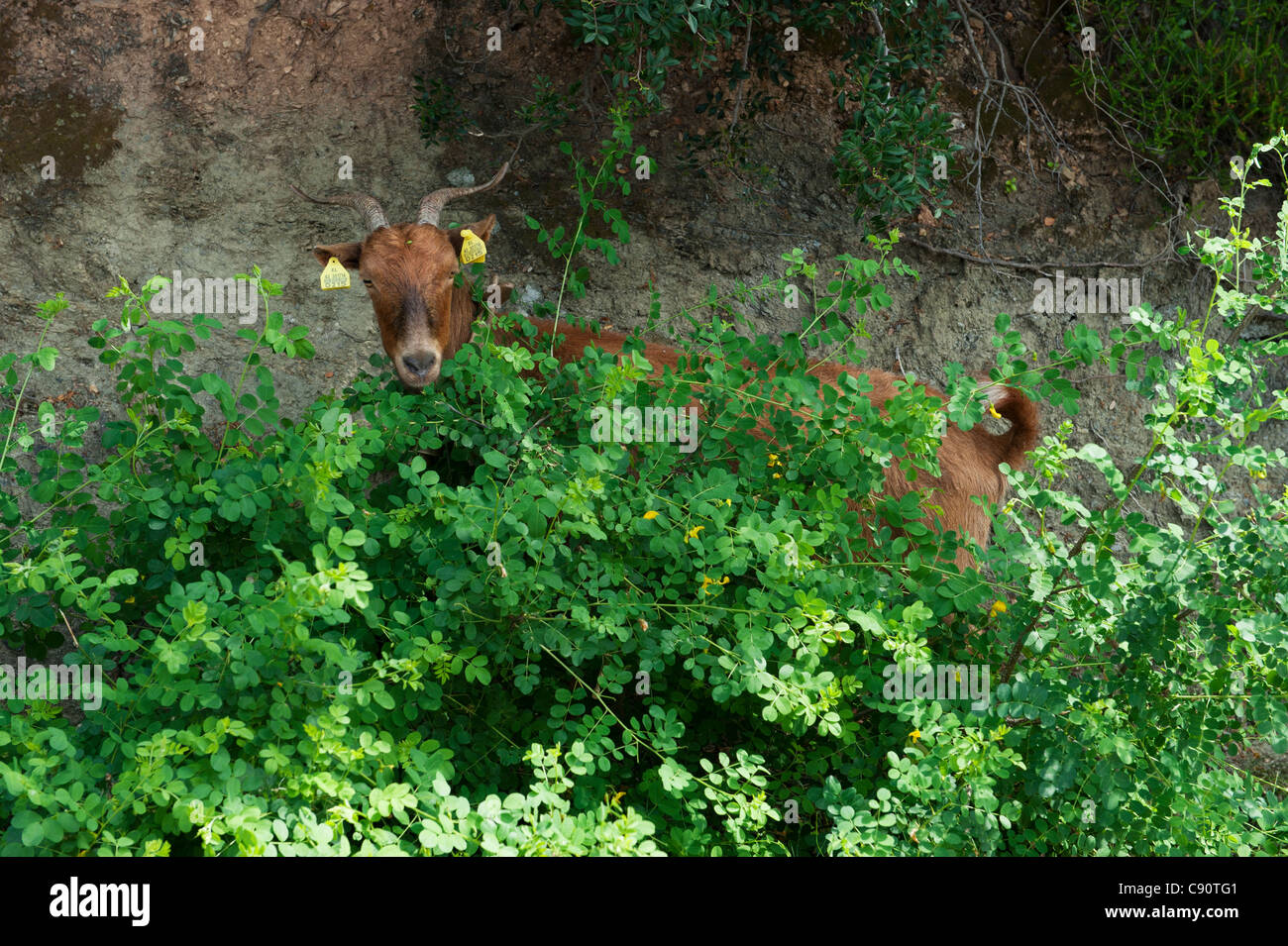 Capra foglia sgranocchiando snack su Skopelos, Grecia Foto Stock