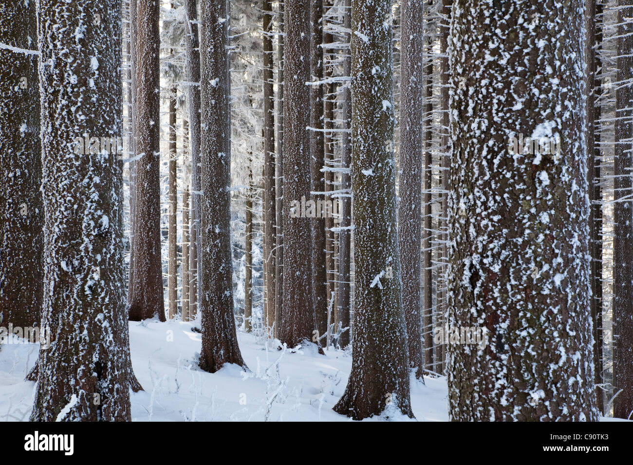 Foreste di montagna su Zwiesel montagna in inverno, Abete rosso della foresta bavarese, pre-Alpi, Alta Baviera, Germania, Europa Foto Stock