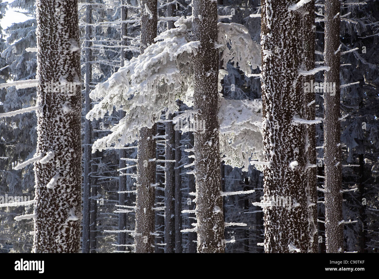 Foreste di montagna su Blomberg montagna in inverno, Abete rosso della foresta bavarese, pre-Alpi, Alta Baviera, Germania, Europa Foto Stock