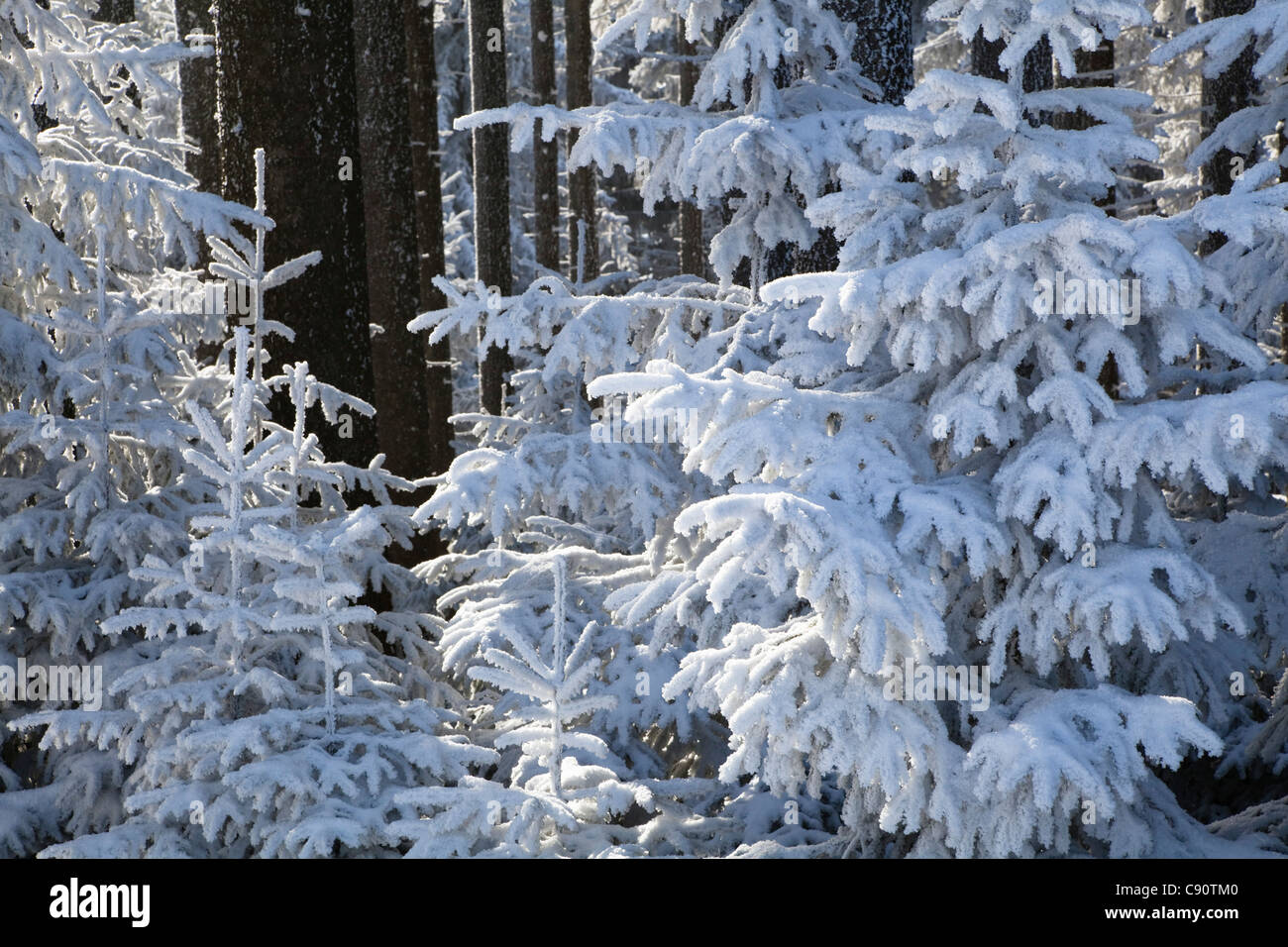 Foreste di montagna su Blomberg montagna in inverno, Abete rosso della foresta bavarese, pre-Alpi, Alta Baviera, Germania, Europa Foto Stock
