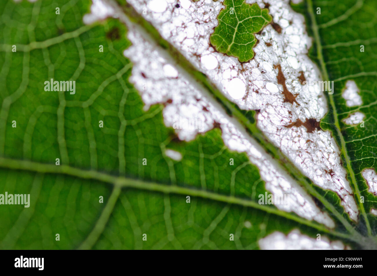 Foglia di Fico che è stato consumato, che mostra una struttura di scheletro Foto Stock