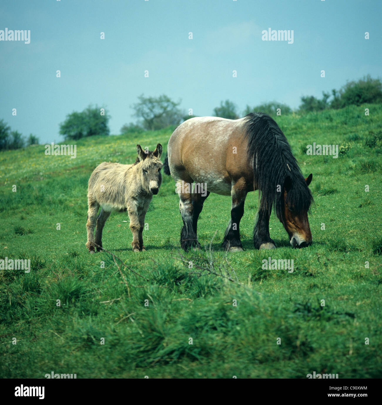 Un asino con il suo compagno carthorse in un campo Foto Stock