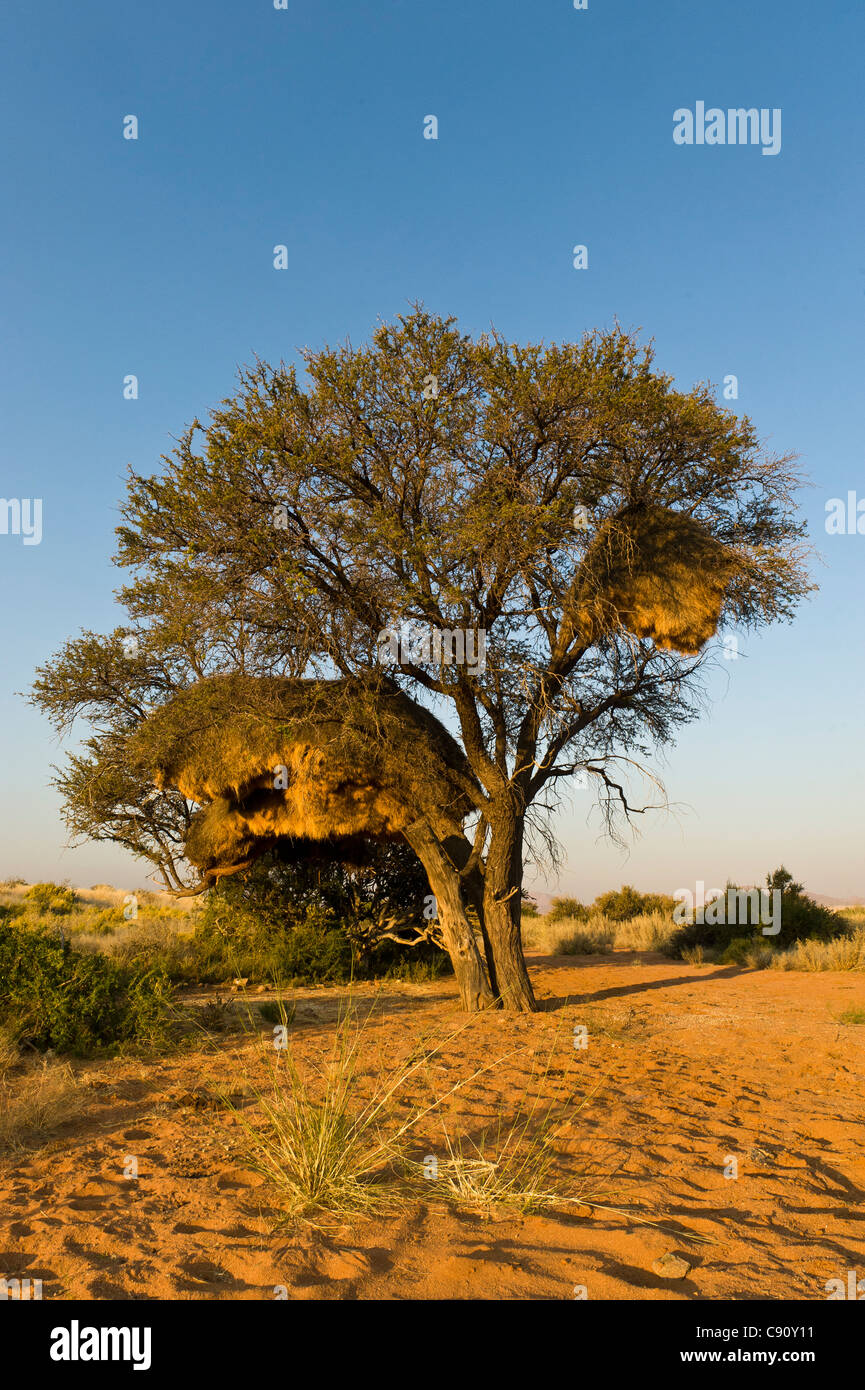 Socievole Weaver Philetairus socius nidi Koiimasis farm Tiras montagne della Namibia Foto Stock