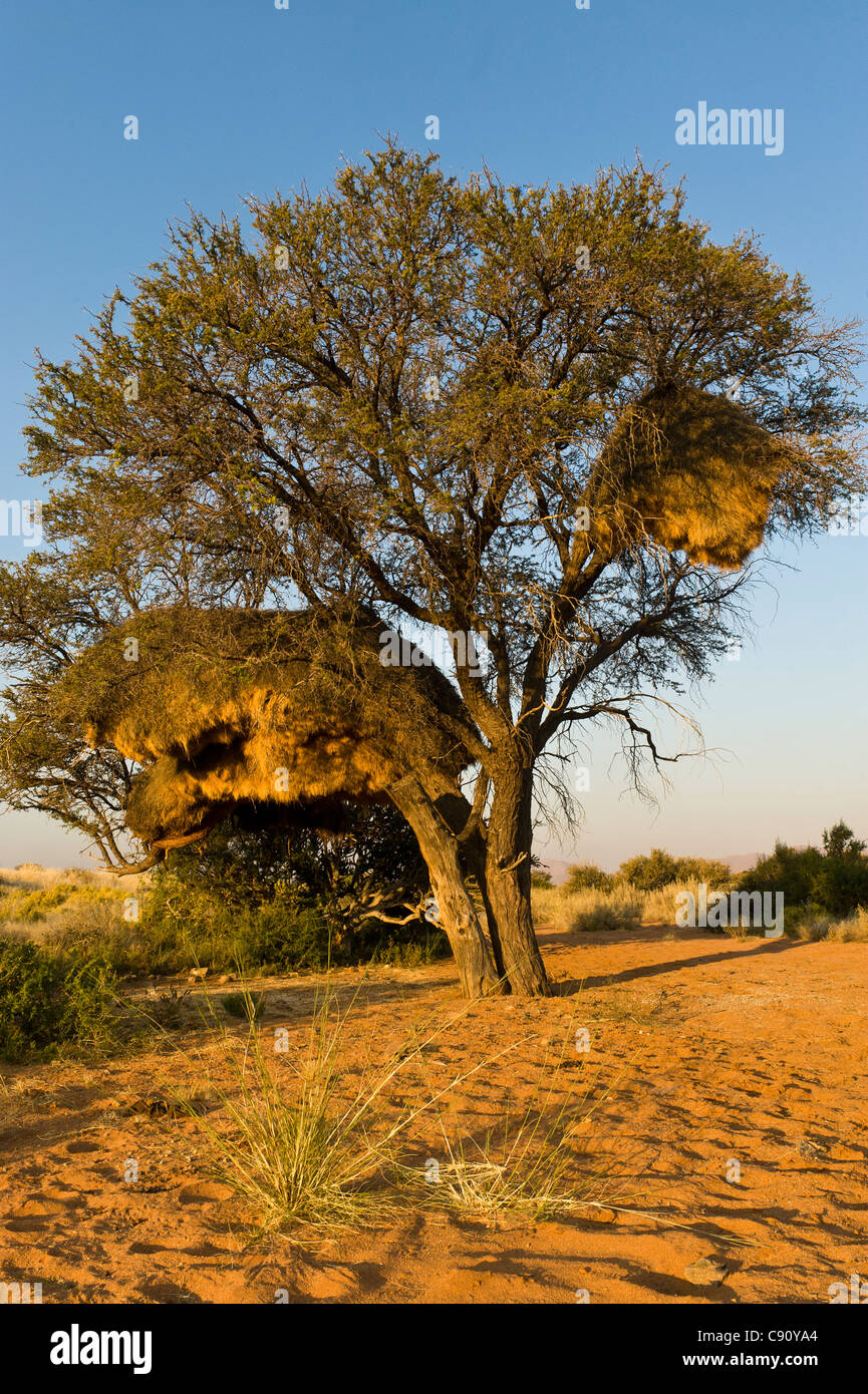 Socievole Weaver Philetairus socius nidi Koiimasis farm Tiras montagne della Namibia Foto Stock