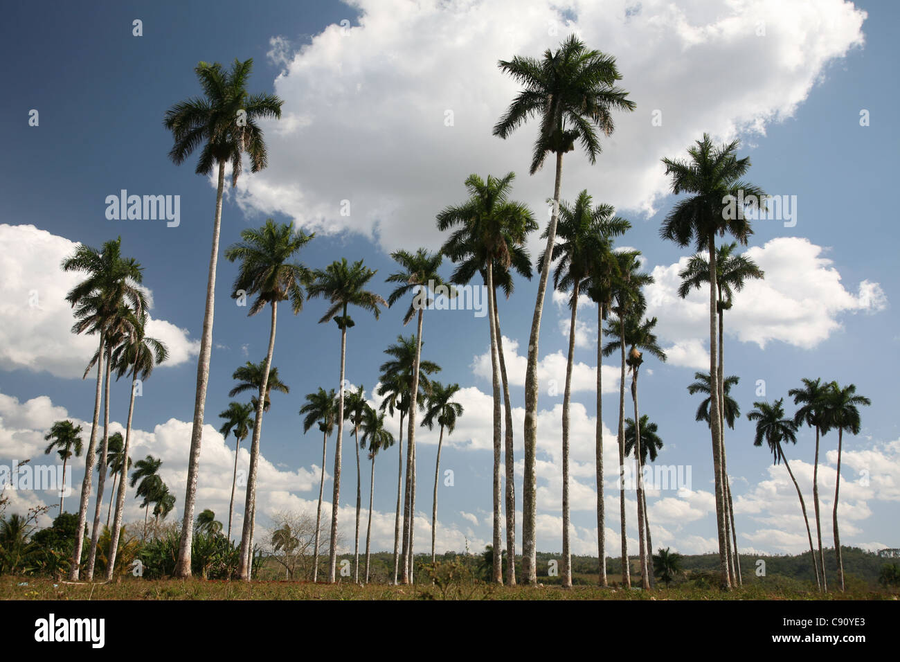 Il Palm Grove in Vinales Valley, Cuba. Foto Stock