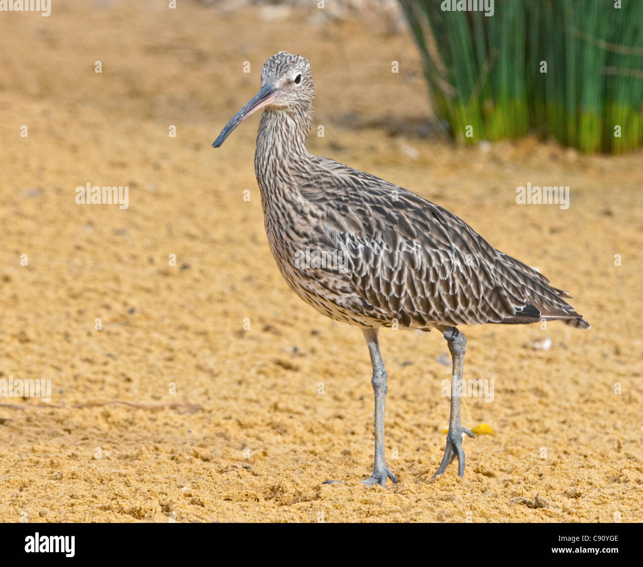 Eurasian Curlew (Numenius arquata) Foto Stock