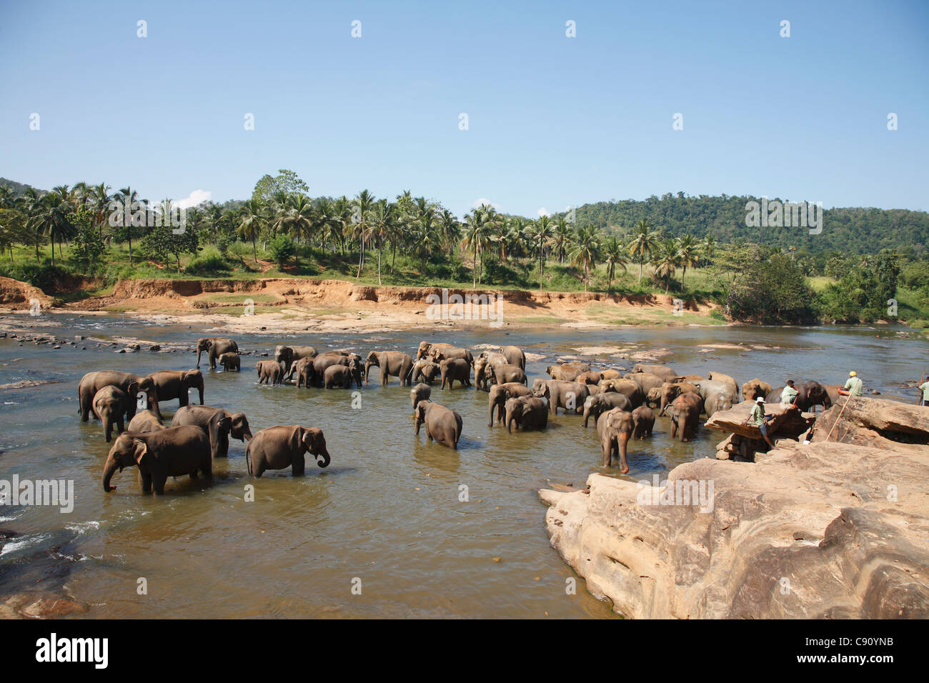 Lo Sri Lanka è la casa del mondo€™s il più grande branco di elefanti in cattività al Pinnawala l'Orfanotrofio degli elefanti. Qui gli elefanti che Foto Stock