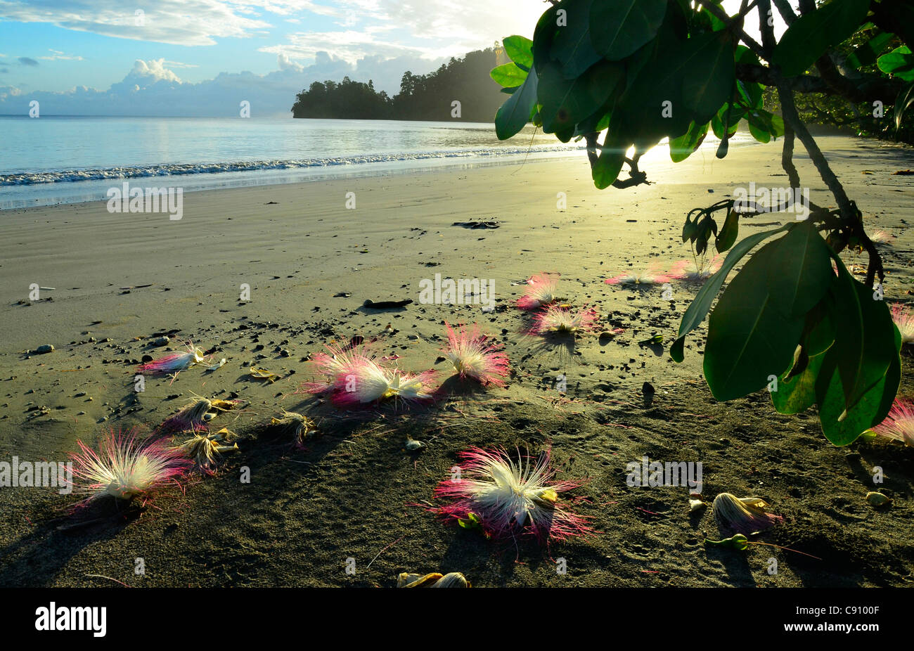 Splendide fioriture rosa sulla spiaggia, Isola di Batanta Raja Ampat isole vicine di Papua Nuova Guinea, Indonesia, Oceano Pacifico. Foto Stock