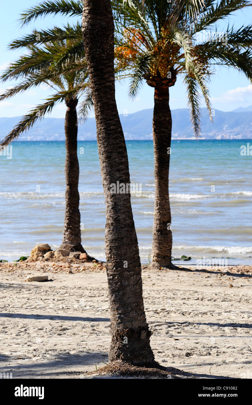 Le palme sulla spiaggia in Mallorca. Foto Stock