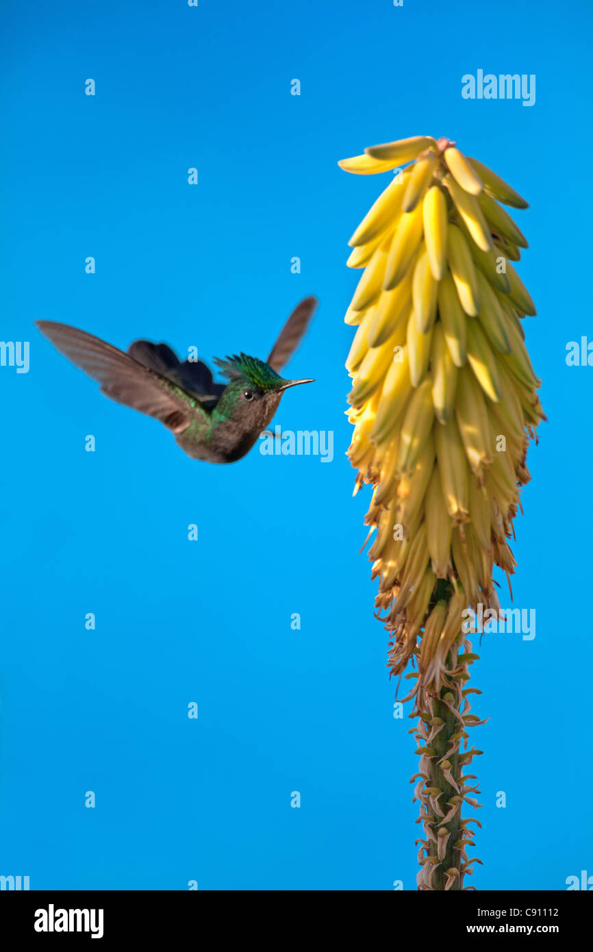I Paesi Bassi, Oranjestad, Sint Eustatius Isola, olandese dei Caraibi. Antillean Crested Hummingbird. Maschio Foto Stock