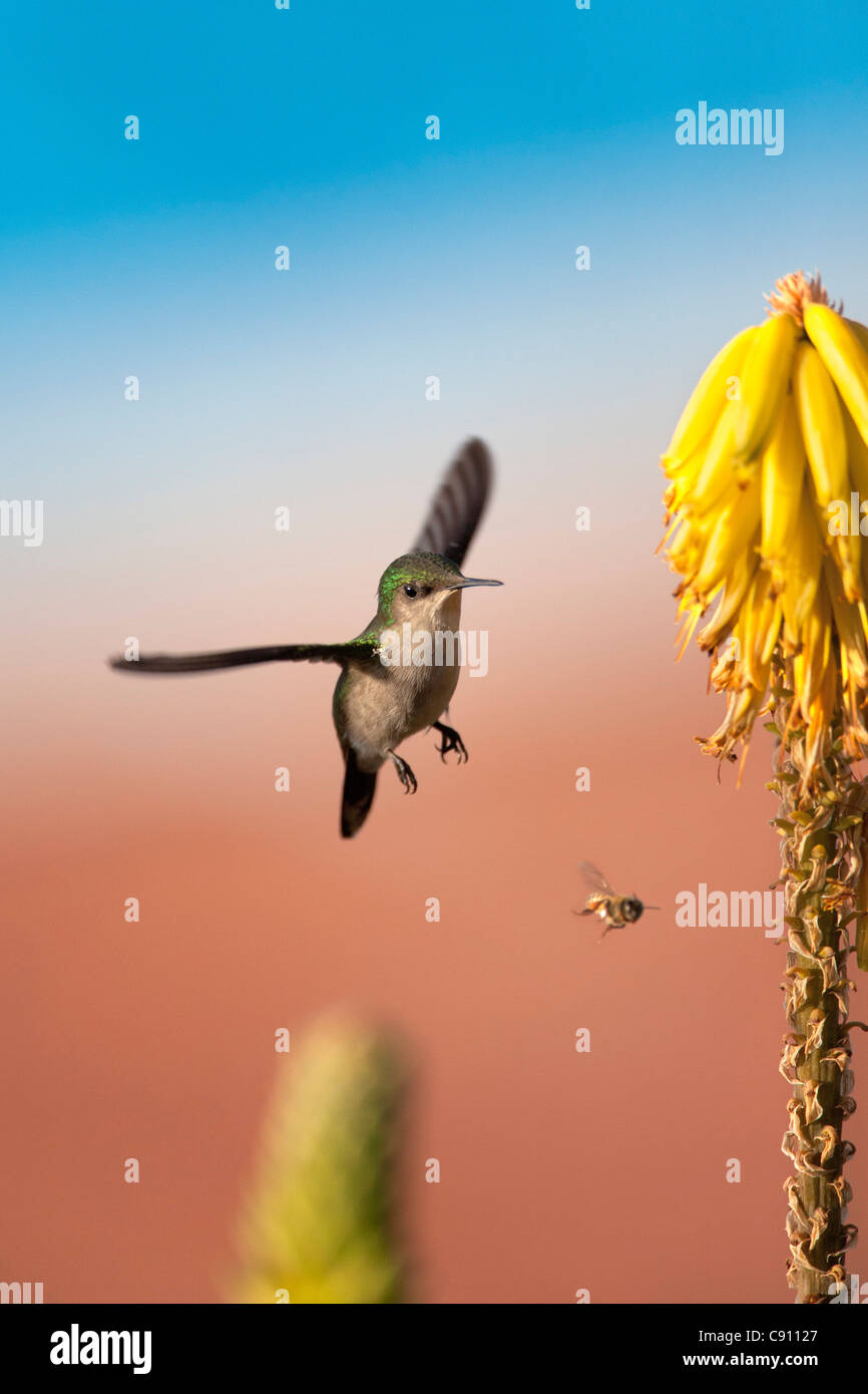 I Paesi Bassi, Oranjestad, Sint Eustatius Isola, olandese dei Caraibi. Antillean Crested Hummingbird. Femmina. Foto Stock