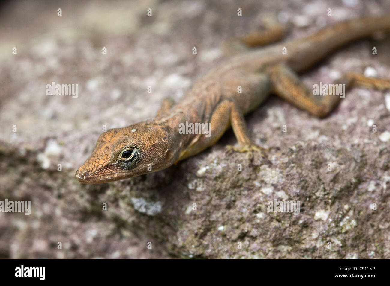 I Paesi Bassi, Windwardside, Isola di Saba, olandese dei Caraibi. Ecolodge Rendez Vous. Fiori in giardino. Lizard. Foto Stock